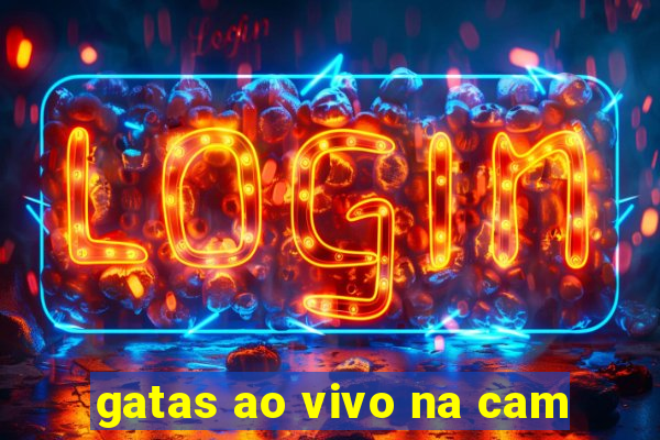 gatas ao vivo na cam